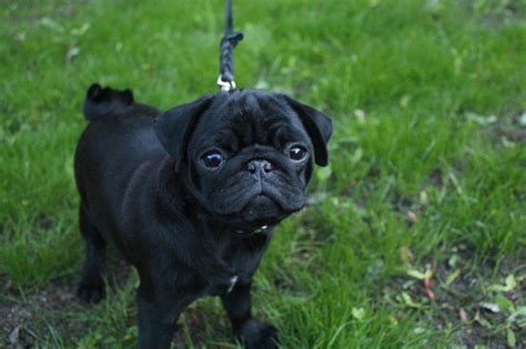 Pug Puppies Rescue Pictures Information Temperament