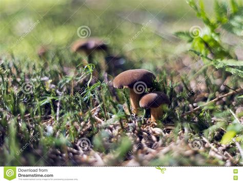 Mushrooming Season Stock Image Image Of Moss Mushrooming 76474153