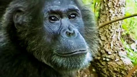 Tourists Spread Disease Apes In Danger Bbc Earth Youtube