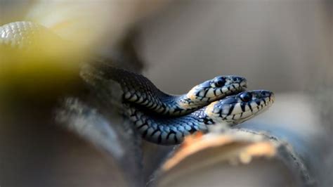 Bbc Earth Snake Sex Is Every Bit As Peculiar As You Would Expect