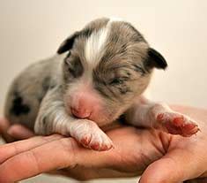 Infants cry as a form of basic instinctive communication. Newborn Puppy Care