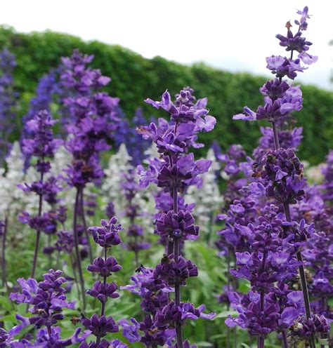 Sage Plant With Purple Flowers Flowers Perennials Purple Flowering