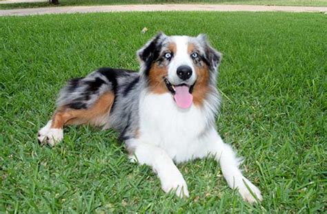 Join millions of people using oodle to find puppies for adoption, dog and puppy listings, and other pets adoption. Australian Shepherd Puppies For Sale