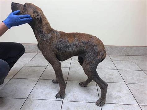 Starving Neglected Dog Recovering As Mason Owners Charged Subscriber