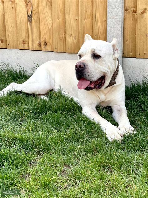 Stud Dog - Champion Bloodline White/Straw Cane Corso for Stud - Breed Your Dog