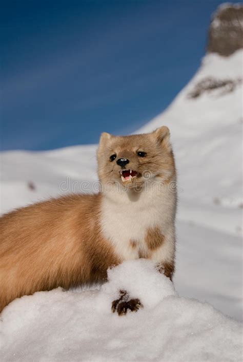 Weasel In The Snow Stock Photo Image Of Nature Outdoors