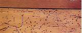 Pictures of Termite Treatment Utah