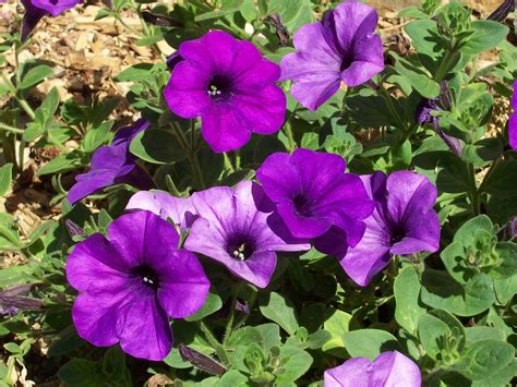 Petunien gehören wegen ihrer großen, offenen blüten in verschiedenen farben zu den beliebtesten zierpflanzen.die erste in kultur gezogene art soll 1823 petunia axillaris gewesen sein, im jahr 1825 wurde ein beitrag über diese art in curtis's botanical magazine veröffentlicht. Petunien: Pflanzen, Pflegen & Sorten - Plantura