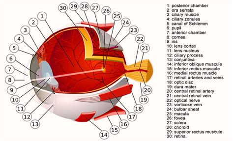 Muscle Anatomy Body Anatomy Eye Anatomy Diagram Eyeba