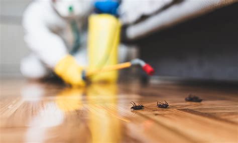 According to a survey, the most commonly infested places are the mattress (98.2%), boxspring. Chemical Pest Control | Southeastern Wisconsin ...