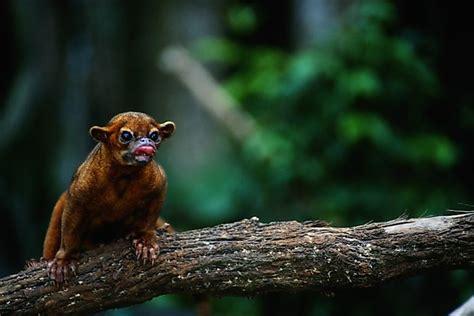 What Animals Live In The Amazon Rainforest