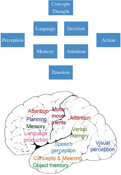 Cognitive Systems And Their Brain Areas The Top Panel Shows A Range Of