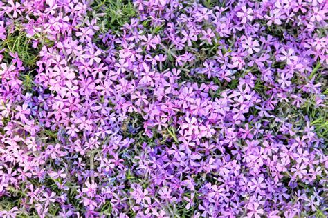 Purple Flowers Texture Closeup — Stock Photo © Gelia78 5650395