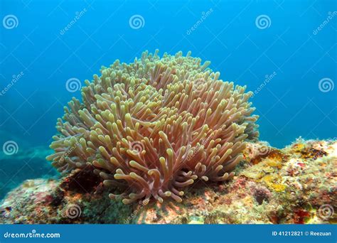 The Alcyonacea Or Soft Coral Stock Photo Image 41212821
