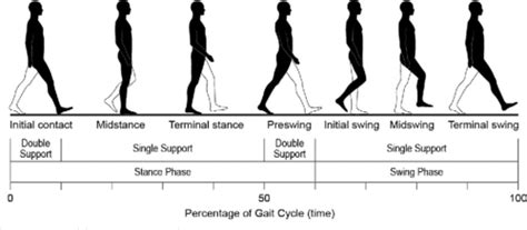 Module 13 Interventions For Gait Flashcards Quizlet