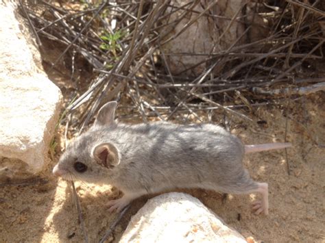 Northern Grasshopper Mouse Wildlife Of Boyd Lake State Park · Inaturalist