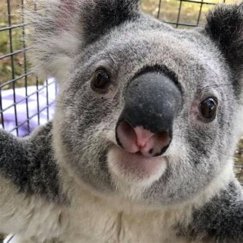 Koala On Instagram “first Let Me Take A Selfie ️ Credit Unknow