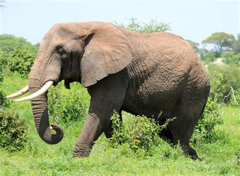 Elephant Loxodonta Africana In Tarangire National Park