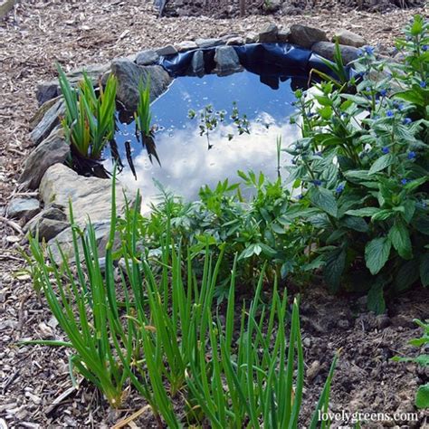 Building A Small Garden Pond For Wildlife Garden Living And Making