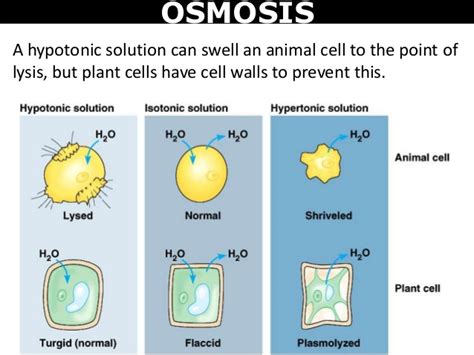 When a plant cell is placed in a solution that is hypotonic relative to the cytoplasm, water moves into the cell and the cell swells to become turgid. 03 Diffusion, osmosis, and cell division