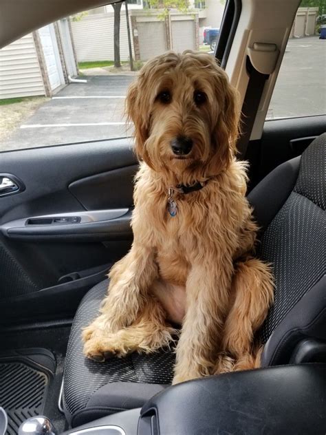 These are first generation goldendoodles, resulting in healthier. Standard F1 Goldendoodle - teddy bear | Goldendoodle ...
