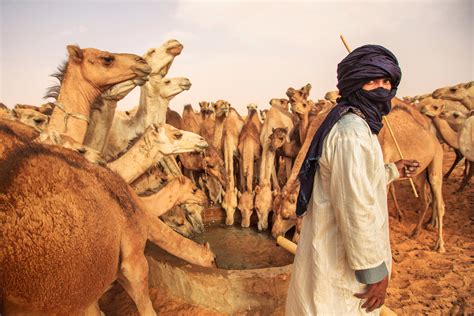 There is no environment harsher than the desert, and the nomadic tribesmen who inhabit it are as pitiless as the shifting sands. A hundred camels by the well — Mitchell Kanashkevich ...