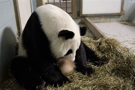 Zoo Atlantas Giant Panda Lun Lun Just Gave Birth To Twins The First