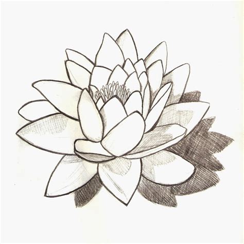 Lily Pad Flower Drawing At Getdrawings Free Download