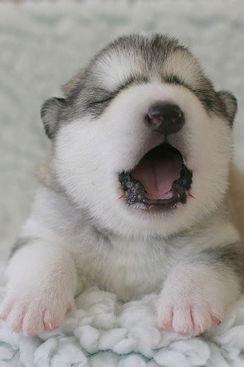 Alaskan Malamute Puppy Cute Photo Yawning 3 Comments