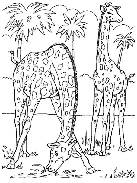 15 Animal Coloring Pages Giraffe