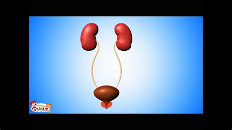 Urinary System Video For Kids Youtube