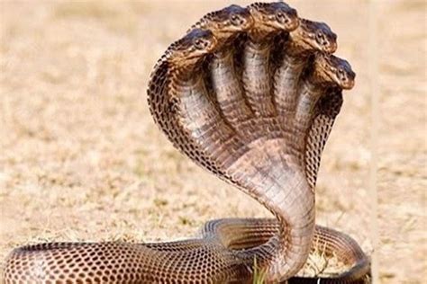 However, even the other cryptocurrencies listed above are also among the best to invest in … The Top 10 Deadliest and Most Venomous Snakes in the World