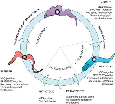 the life cycle of trypanosoma brucei download scientific diagram