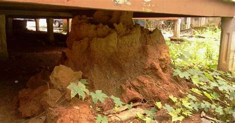 Anai anai dalam bahasa inggeris: Tanah Busut Anai-anai Mampu Menyuburkan Tanah? - IMPIANA