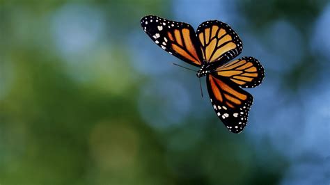 Flying Butterfly In Air Hd Wallpapers Hd Wallpapers