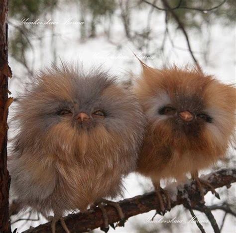 Baby Owlslooks Like Little Fluffy Balls Baby Owls Cute Baby Owl