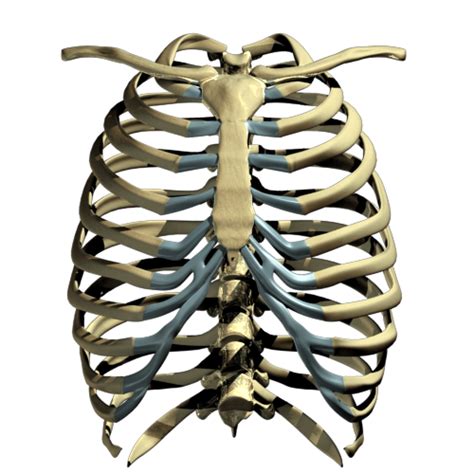 Human Skeleton Rib Cage Rib Cage Png Transparent Images Png Download