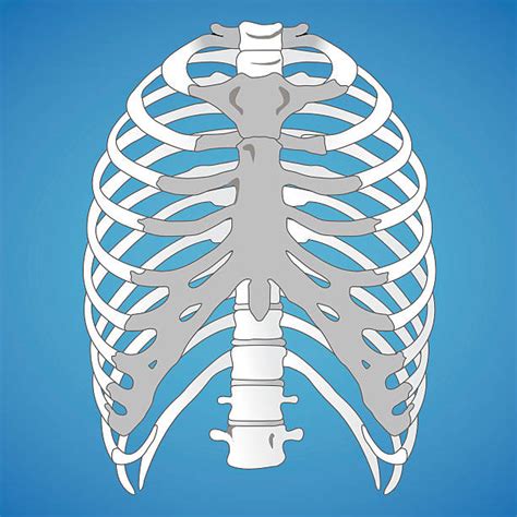Rib Cage Clip Art Vector Images And Illustrations Istock