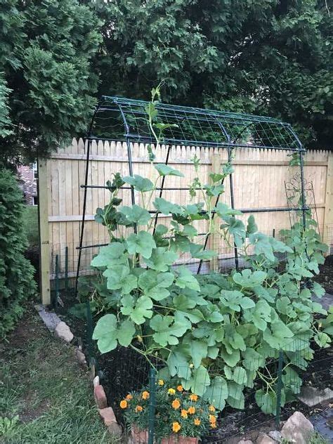 Titan Tunnel Trellis For Squash Zucchini Melons