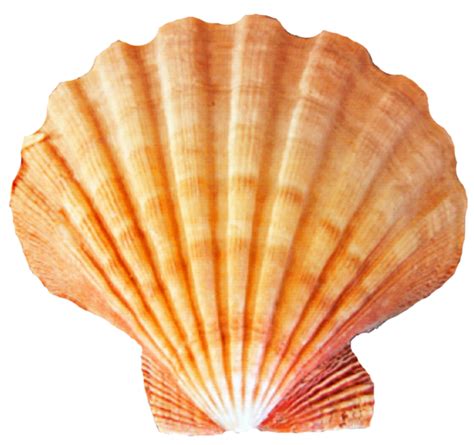 Seashell Png Transparent Image Download Size 922x866px