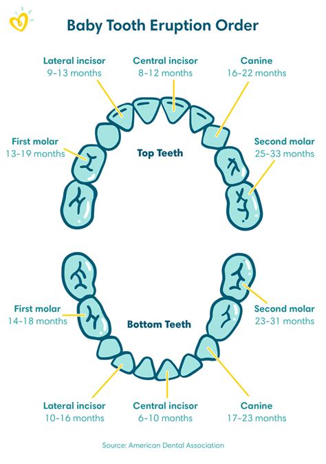 When Do Babies Get Teeth See Our Baby Teeth Chart Pampers