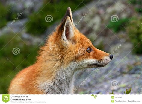 Red fox stock image. Image of outdoors, animal, carnivore - 10579587