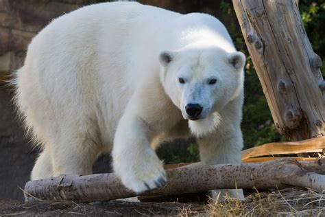 Polar Bear San Diego Zoo Animals And Plants