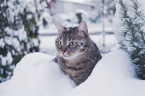 How To Keep Your Cat Safe Amidst Cold Weather Warnings Petsyclopedia News