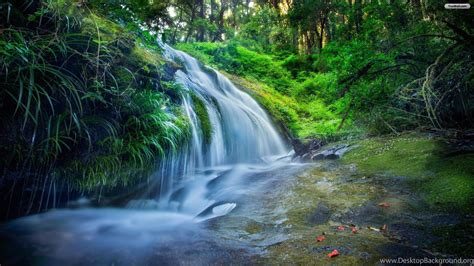 Youwall Green Forest Waterfall Wallpapers Wallpaperwallpapers