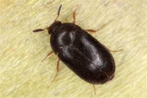 How To Tell The Difference Between Bed Bugs Versus Carpet Beetles