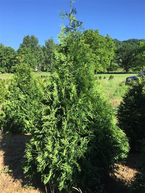 Barr Evergreens Of North Carolina Llc