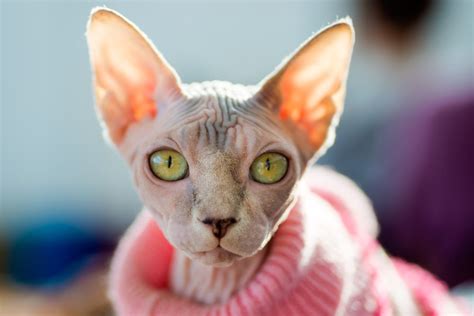 Youre Wrong If You Think Sphynx Cats Are Creepy