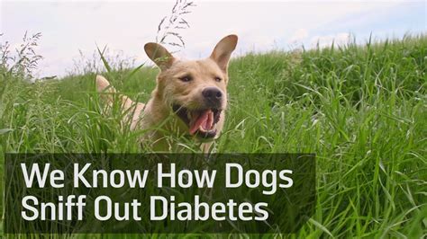 We Know How Dogs Sniff Out Diabetes Youtube