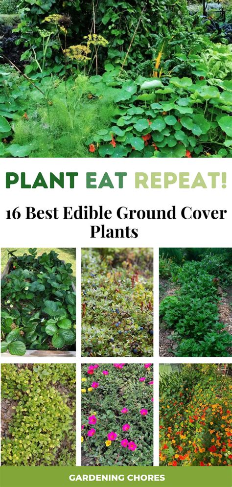 Plant Eat Repeat 16 Best Edible Ground Cover Plants To Transform